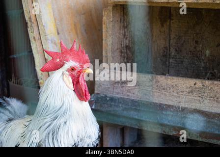 Heller weißer Hahn gefangen in einem rustikalen Hühnergehege. Stockfoto