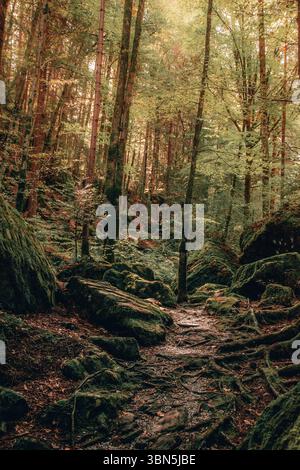 Verzauberte Waldszene mit Wurzeln und grünen Felsbrocken – Blausee Woodland Trail Stockfoto