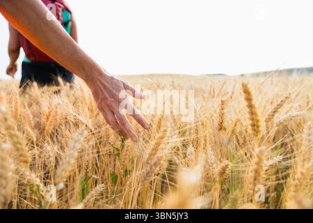 Nahaufnahme einer Hand, die sanft durch goldene Weizenstiele in einem sonnendurchfluteten Feld gleitet und die Verbindung zur Natur, Landwirtschaft und ländlicher Ruhe symbolisiert. Stockfoto