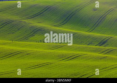 Rehe weiden auf einem welligen grünen Feld in Südmähren, Tschechien Stockfoto