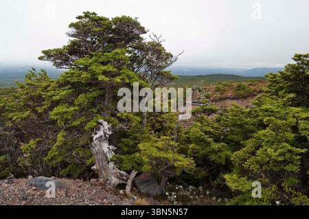 Knorrige alte Bäume am Südhang des Mount Ruapehu, nicht weit von Ohakune, Nordinsel, Neuseeland. Blauer Himmel und dunkle Regenwolken. Stockfoto