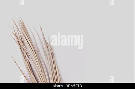 Foto echt aufgenommen Palme getrocknetes Blatt weiß neutraler Kopierraum Komposition minimalistisches Design Hintergrund Stockfoto