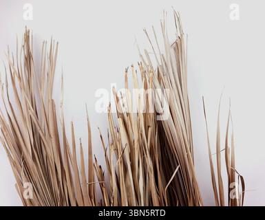 Foto von Hand getrocknete beige Palmblätter natürliches weiß neutral minimaler Hintergrund Ästhetik Stockfoto