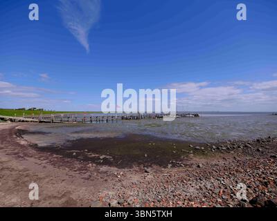Sylt, Deutschland 16. Mai 2025: Im Bild: Eine weite Panoramaaufnahme des Rantum-Beckens auf Sylt, die einen hölzernen Bootssteg mit mehreren Segel- und Motorbooten im Wattenmeer zeigt. Der Steg erstreckt sich von links nach rechts in das Wasser, das bei Ebbe große, schlammige Bereiche des Watts freigibt, die mit dunklen Algen und Steinen bedeckt sind. Am Horizont ist eine flache Landzunge unter einem weiten, blauen Himmel mit einigen weißen Wolken zu erkennen. Diese ruhige Szenerie fängt die einzigartige Atmosphäre des Rantum-Beckens ein, einem beliebten Ankerplatz und einem wichtigen Teil des Stockfoto