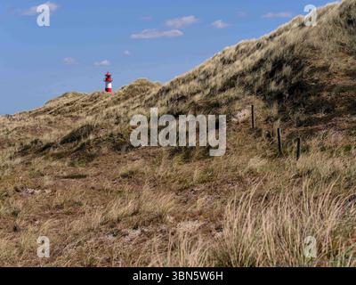 Sylt, Deutschland 15. Mai 2025: Im Bild: Eine Panoramaansicht der charakteristischen Dünenlandschaft am Ellenbogen auf Sylt, wo das markante Leuchtfeuer List-Ost inmitten der Natur Thron. Im Vordergrund erstreckt sich ein weites Feld aus hohen, goldbraunen Dünengräsern, die sanften Hügel und Täler der Küste prägen. Einige verwitterte Holzpfähle sind entlang eines unsichtbaren Pfades in den Dünen zu erkennen, was auf einem Weg oder eine alte Abgrenzung hindeutet. In der Ferne erhebt sich der rot-weiß geringelte Leuchtturm List-Ost deutlich sichtbar auf einem Dünengipfel unter einer Straße Stockfoto