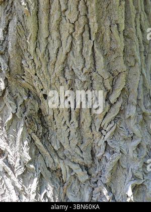 Stark strukturierte Weidenrinde mit Tiefe und Bewegung – ein natürliches Muster voller Charakter, ideal für den Hintergrund oder kreative Designs. Kopierraum. Stockfoto
