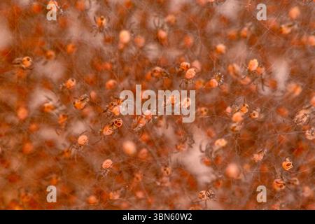 Ein seltener Einblick in die Geburt des Lebens: Hunderte von Babyspinnen tauchen auf, dicht in einem glitzernden Netz unter goldenem Sonnenlicht Stockfoto
