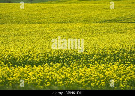 Leuchtend gelbes Blumenfeld, das im Frühling blüht. Finnland. Stockfoto