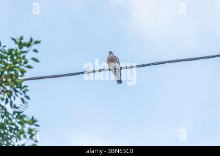 Holztaube an einem Telefonkabel Stockfoto