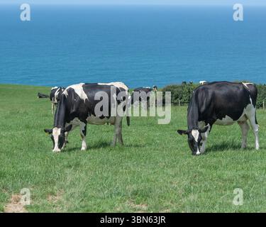 Herde von Kühen, die auf Klippen weiden Stockfoto
