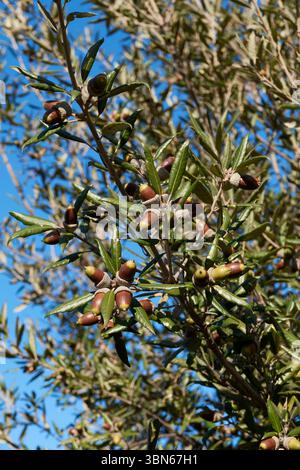 Quercus ilex Ast Nahaufnahme Stockfoto
