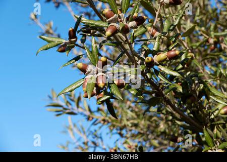 Quercus ilex Ast Nahaufnahme Stockfoto