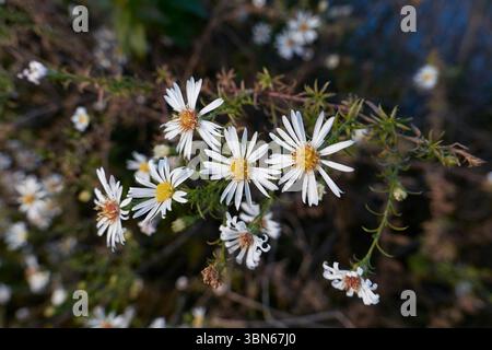 Symphyotrichum pilosum in Blüte Stockfoto