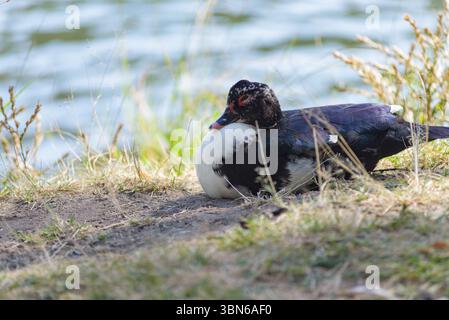 Eine Moschusente ruht friedlich auf dem grasbewachsenen Ufer eines ruhigen Wassers. Stockfoto