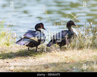 Zwei Moschusenten mit ihrem charakteristischen Gefieder ruhen friedlich am Ufer eines ruhigen Sees inmitten hoher Gräser. Stockfoto