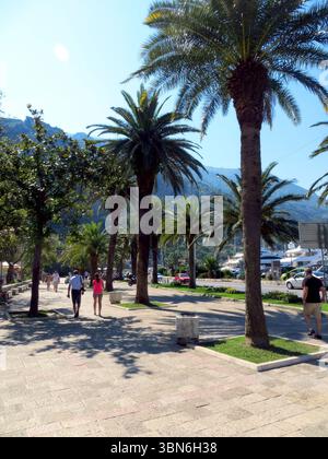 Besucher spazieren entlang der Kotor Promenade, umgeben von hohen Palmen und der wunderschönen Landschaft von Boka Kotorska. Die lebhafte Atmosphäre spiegelt ein lebendiges Ambiente wider Stockfoto