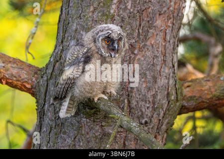 Langohrige Eulen (asio otus) in Finnland Stockfoto