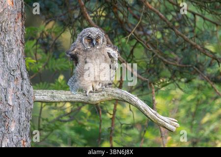 ASIO Otus (Langohrige Eule) Stockfoto