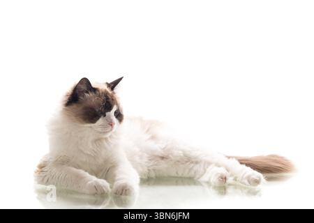 Wunderschöne Ragdoll-Katze, die auf weißem Hintergrund sitzt. Stockfoto