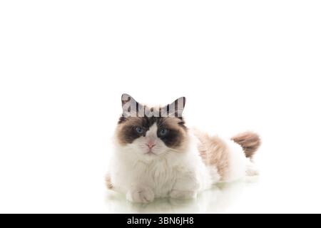 Weißes Hintergrund, langhaarige Ragdoll-Katze liegt ruhig. Stockfoto