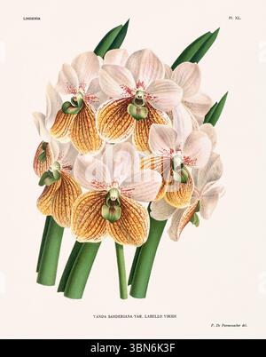Orchideenblumen Illustration von vanda sanderiana. Blumenmuster aus dem 19. Jahrhundert. Antike botanische Kunstwerke aus Frankreich. Ca 1890. Stockfoto