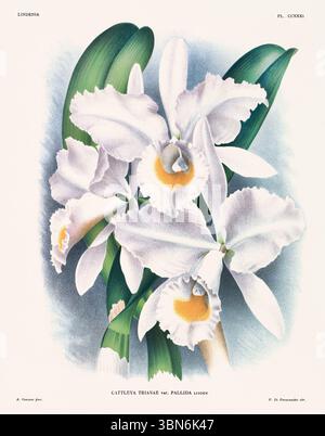 Orchideenblumendarstellung von Cattleya trianae. Blumenmuster aus dem 19. Jahrhundert. Antike botanische Kunstwerke aus Frankreich. Ca 1890. Stockfoto