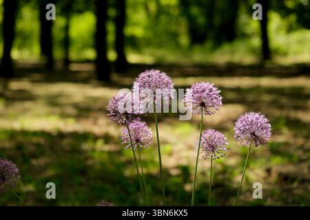 Nahaufnahme lila Blumen „Wild Owiebel“ oder Allium giganteum im Sommer im Garten. Stockfoto