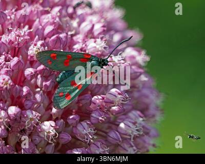 Six Spot burnet (Zygaena filipendulae) eine tagesfliegende giftige Motte, die sich von rosafarbenen Mischblumen der Gartenpflanze in Florenz, Italien, ernährt Stockfoto