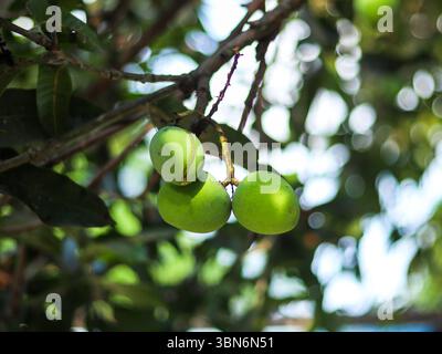 Frische und köstliche grüne Mangos auf dem Baum. Stockfoto