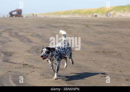Warrenton, Oregon, USA - 22. April 2018: Ein dalmatinischer Mischhund läuft mit einem Ball im Mund am Strand und genießt einen sonnigen Tag in der Nähe des Peter Iredale Stockfoto