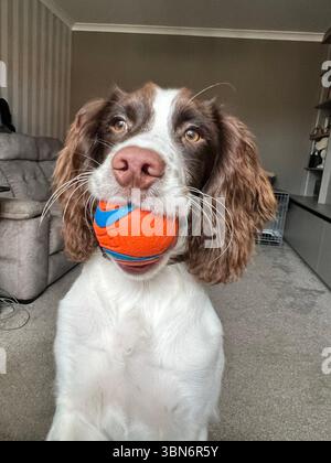 Springer Spaniel Hündchen springt auf einen Stuhl, mit einer orange-blauen Kugel im Mund und will spielen Stockfoto