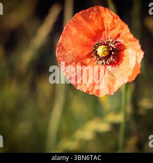 Mohn und Bienen, Northumberland Juni 2026 Stockfoto