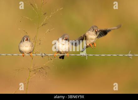 Zebrafink (Taeniopygia guttata) isst Grassamen. Und Vögel, die in Queensland, Australien, abheben. Stockfoto