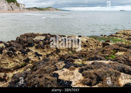 Eine felsige Küste mit einem bewölkten Himmel im Hintergrund. Die Felsen sind mit Algen bedeckt und es gibt einige Leute, die am Strand spazieren gehen Stockfoto
