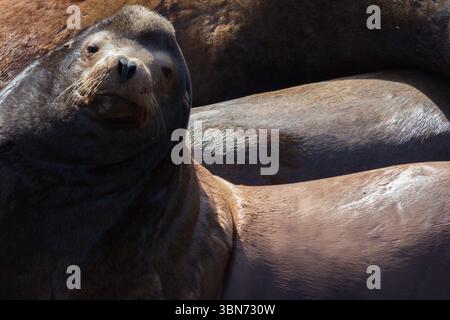 Newport, Oregon, USA - 27. Februar 2017: Ein Seelöwe liegt inmitten seiner Kolonie, wo er sich in der Sonne sonnt und an einem kühlen Tag die Wärme genießt. Stockfoto