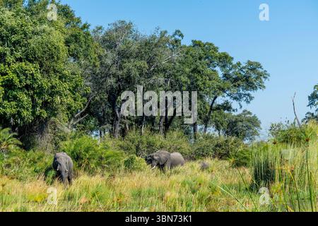 Afrikanische Elefanten auf einer Insel im Okavango-Delta in Botswana. Stockfoto
