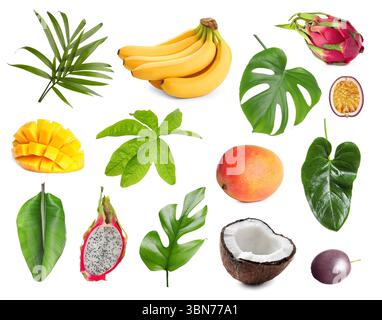 Tropische Blätter und Früchte isoliert auf weiß, Set Stockfoto