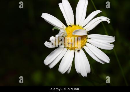 Insekten auf einer Gänseblümchenblume Stockfoto