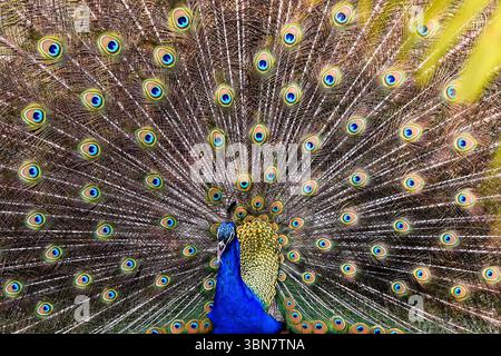 Ein Pfau zeigt sein atemberaubendes Gefieder in einem tropischen Garten, umgeben von üppiger Vegetation. Stockfoto