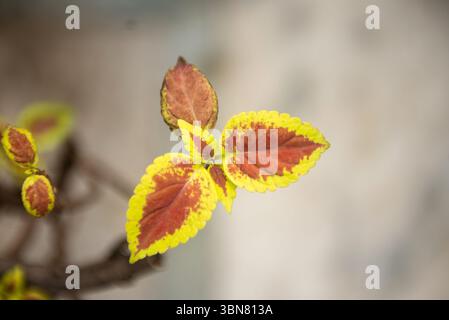 Nahaufnahme isolierter Crotonblätter Stockfoto