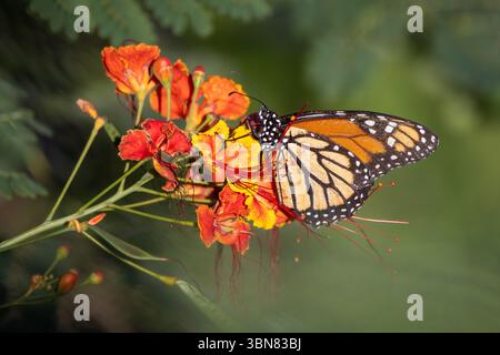 Monach-Schmetterling, Danaus plexippus auf einer Blume auf Sint Maarten, Kleinen Antillen Stockfoto