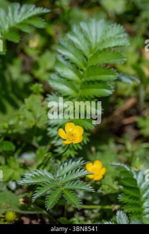 Gewöhnliches Silbergras / Silberkinquefoil (Argentinien anserina / Potentilla anserina) Nahaufnahme von gelben Blüten und Blättern im Spätherbst / Frühsommer Stockfoto