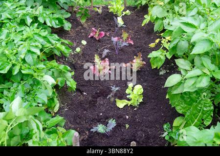 Salatsalat und russische Grünkohl Pflanzen pflanzten zwischen Reihen früherer Kartoffelpflanzen im Garten nach dem Graben von Boden im Juni Garden 2025 UK Stockfoto