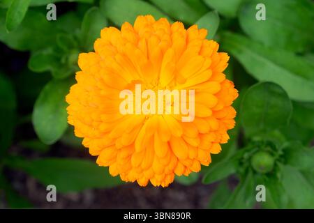Einzelblume Orange Calendula officinalis Topf Ringelblume Nahaufnahme Anbau im Garten in Carmarthenshire Wales UK Sommer Juni 2025 KATHY DEWITT Stockfoto
