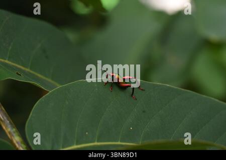 Sagra femorata. Froschbeinkäfer sitzt am Blattrand. Stockfoto