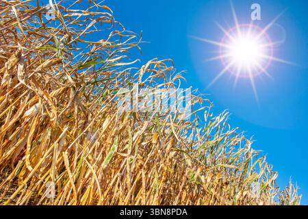 Glühende Sommerhitze über einem Maisfeld die Sonne mit glühender Sommerhitze steht über einem Maisfeld mit vertrockneten Pflanzen als Folge von Regenm Stockfoto