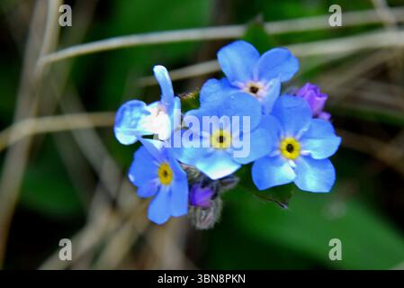 Die Schönheit der alpinen Vergissmeinnicht-Blumen auf den Wiesen des Bucegi-Plateaus Stockfoto