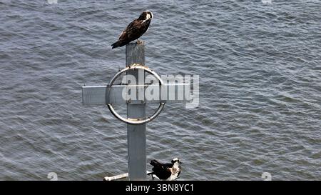 Ein Osprey-Nistpaar auf dem Great Beds Lighthouse in Raritan Bay, NJ Stockfoto