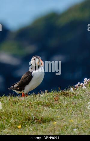 Ein lebendiger Papageientaucher thront auf üppigem grünem Gras in Island, umgeben von Wildblumen und der Kulisse von zerklüfteten Klippen. Der klare blaue Himmel unterstreicht die malerische Umgebung und zeigt die Schönheit der Natur. Stockfoto