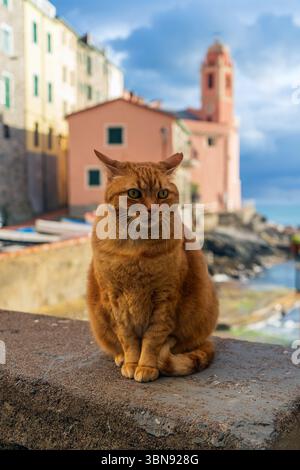 Eine rote Tabbykatze sitzt am Kai in Tellaro, ligurische Küste. Stockfoto